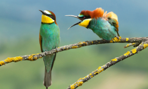 photo pajaro mediación
